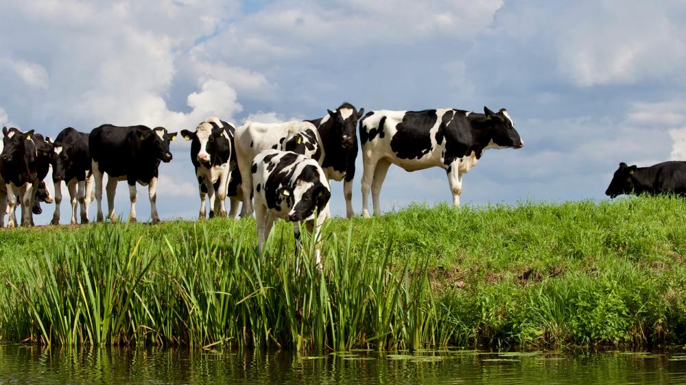 Élevage de vaches à La Clotte