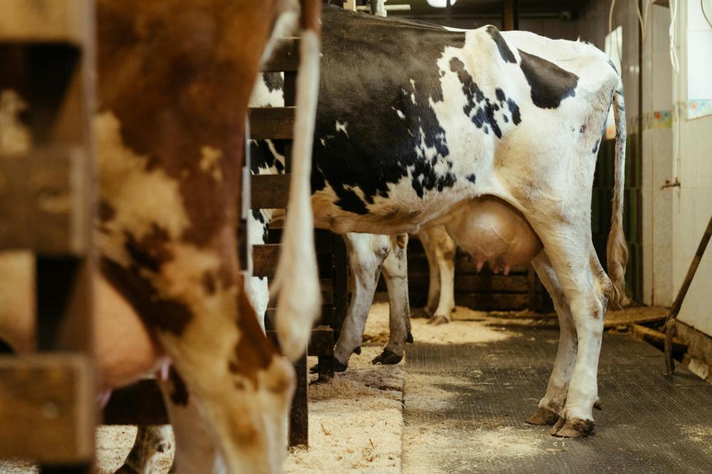 Traite de vaches