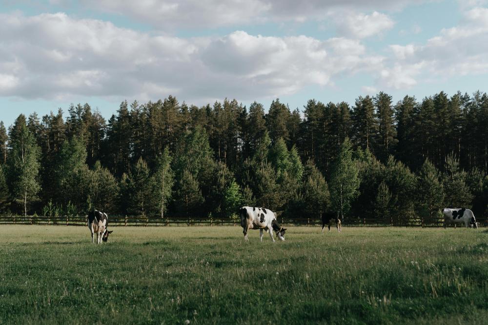 Vaches à la ferme