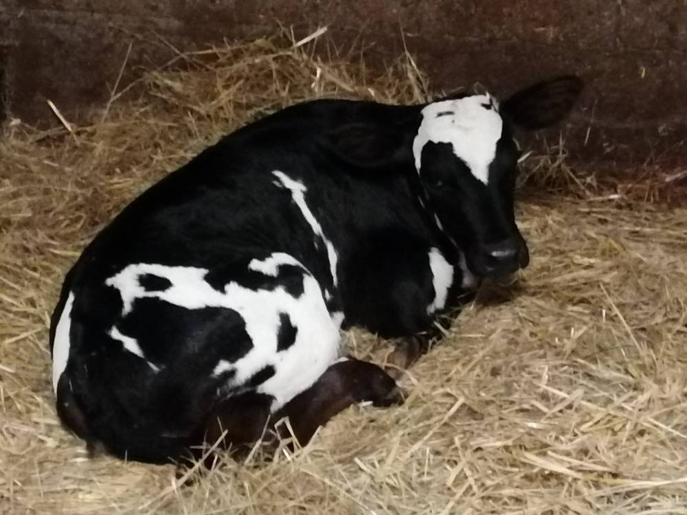 Vache nommé Orage de la Ferme Bodard