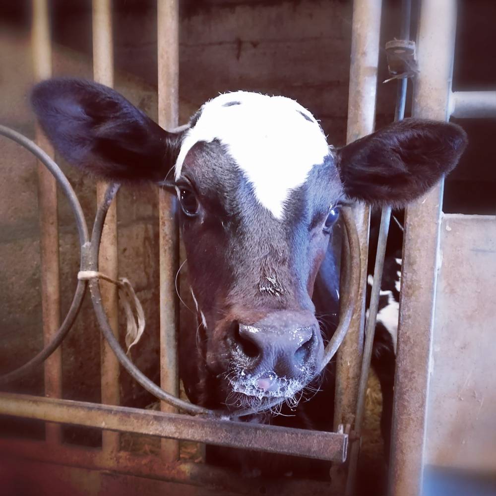 Vache nommé Soleil de la Ferme Bodard