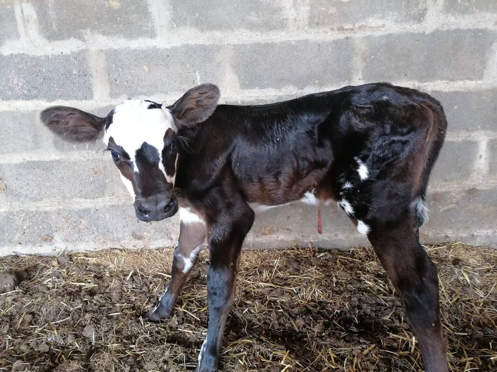 Veau de la Ferme Bodard